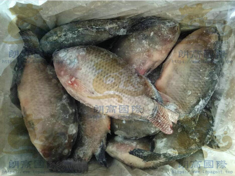 Frozen Tilapia Whole Round W/R IQF Bulk or IWP Pack