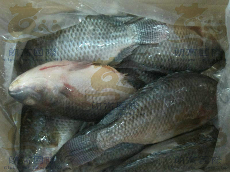 Frozen Tilapia Gutted & Scaled IQF Bulk or IWP Pack