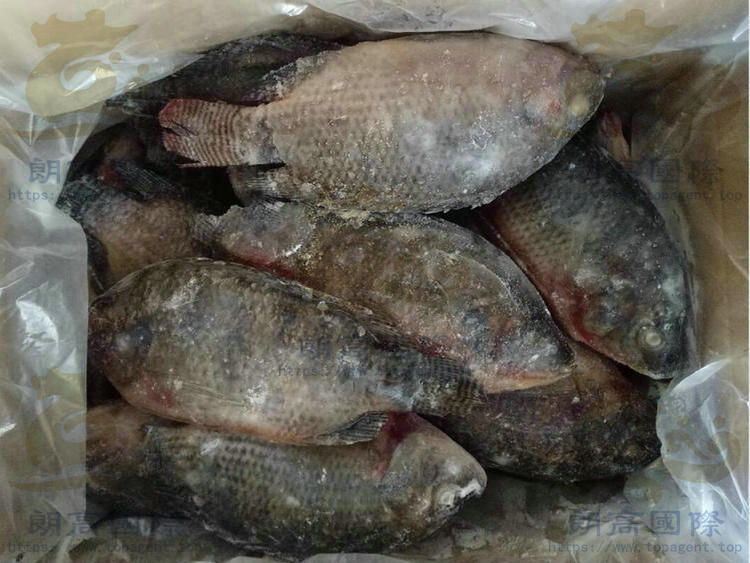 Frozen Tilapia Whole Gutted Gilled Scaled WGGS IQF IWP Pack