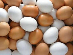 价格实惠有机新鲜鸡蛋和受精孵化蛋